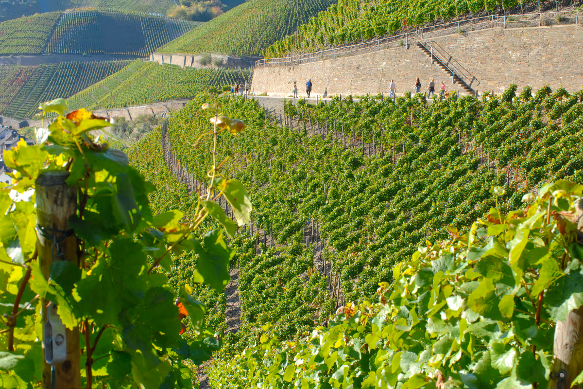 I ripidi ed eroici vigneti terrazzati incastonati lungo le colline della valle