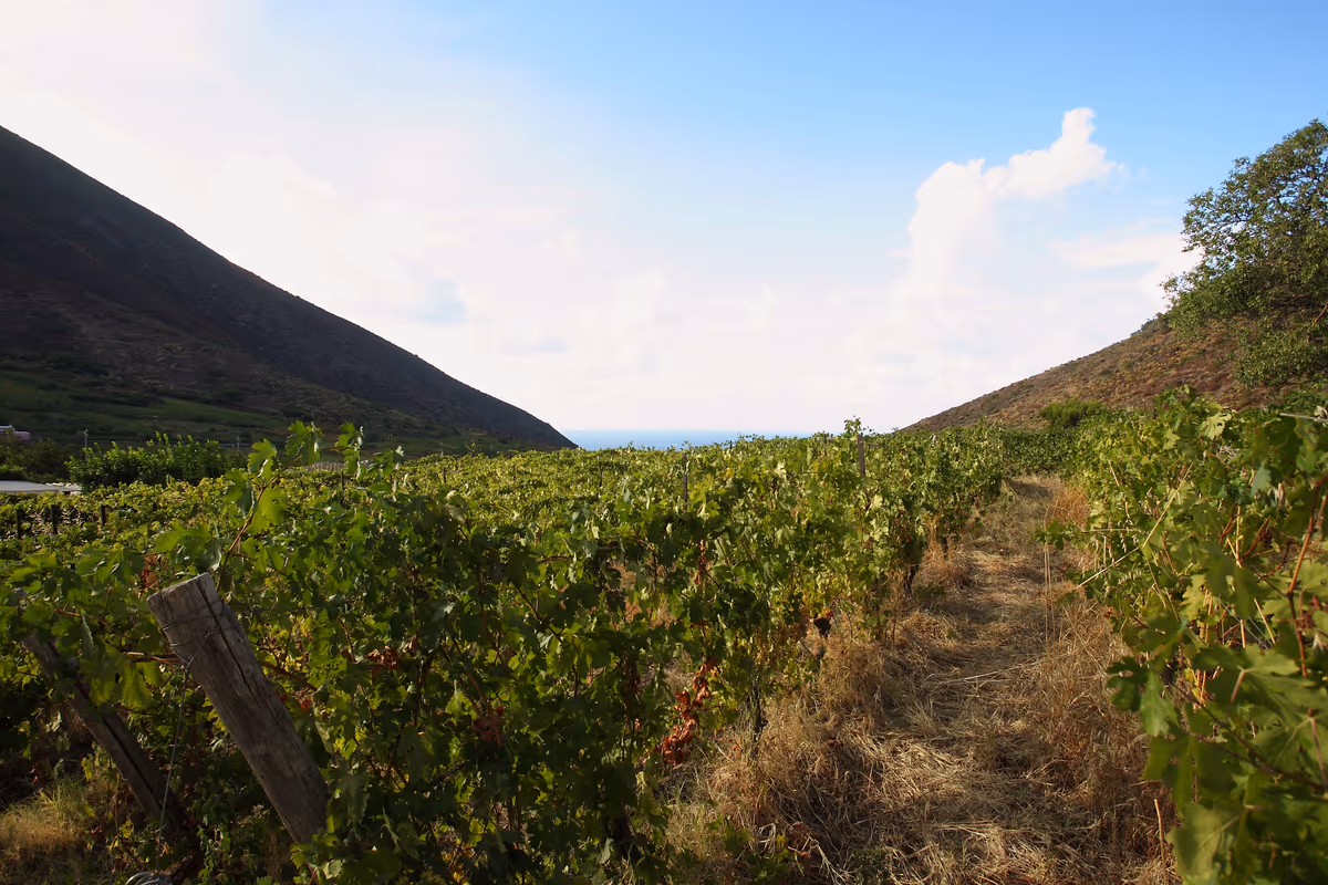 Una vigna di Malvasia nelle Isole Eolie