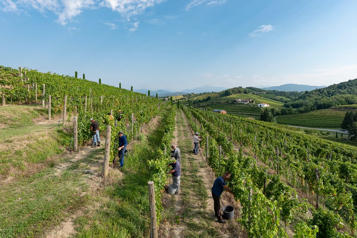 Sette cantine in Friuli Venezia Giulia dove la vendemmia si vive in prima persona