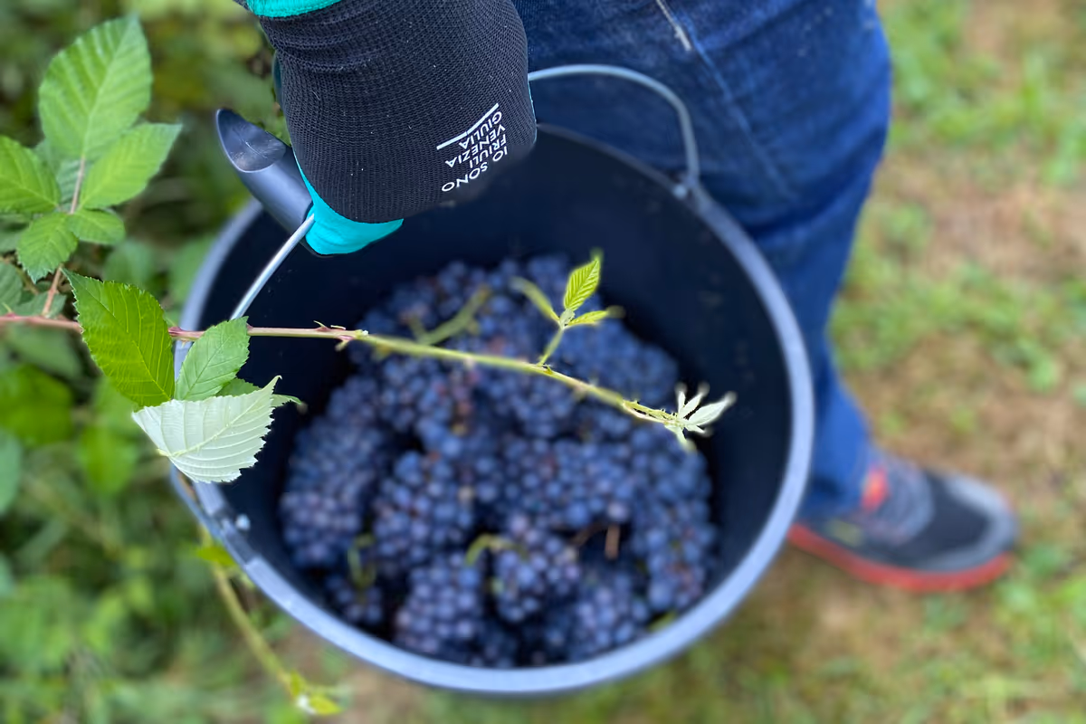 Sette cantine in Friuli Venezia Giulia dove la vendemmia si vive in prima persona