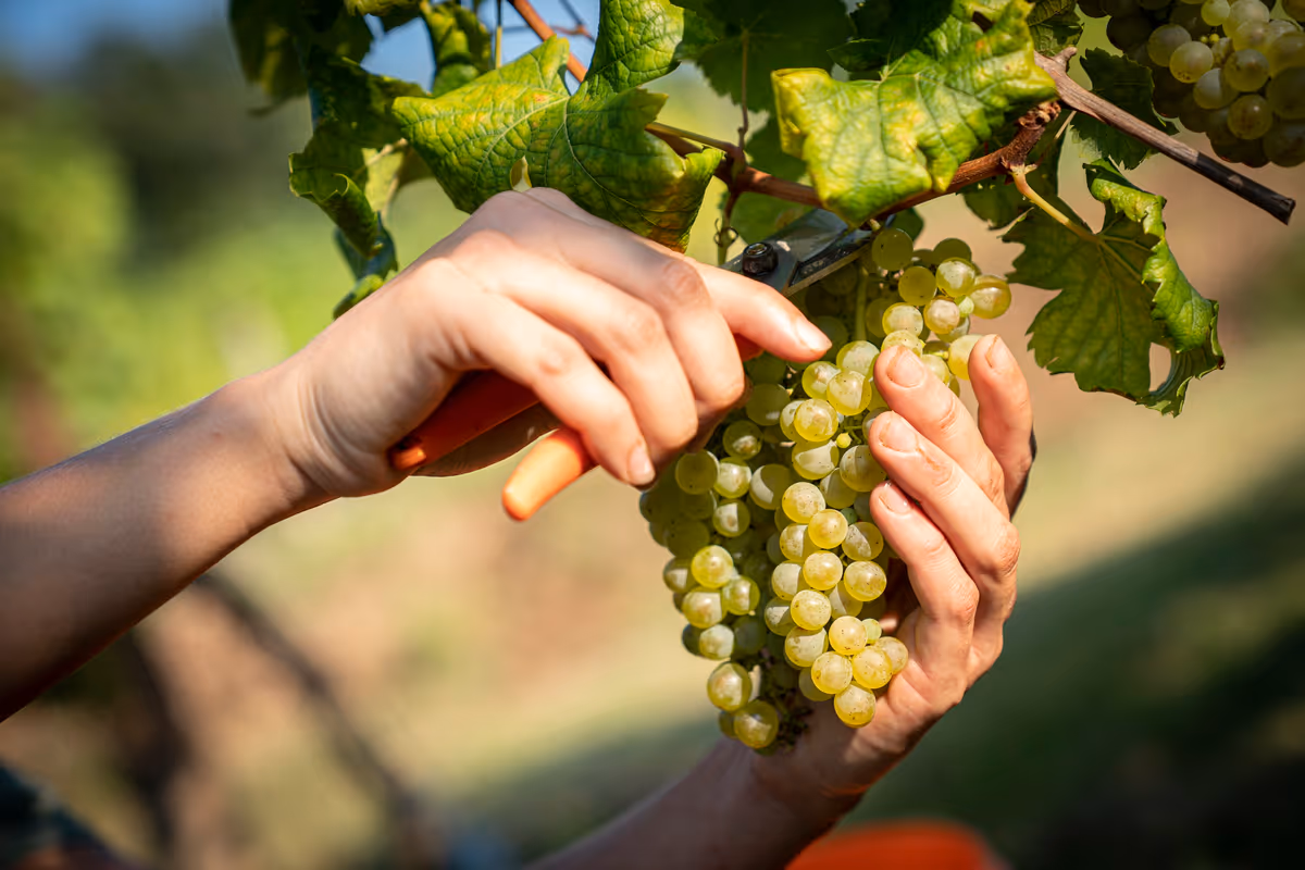 Sette cantine in Friuli Venezia Giulia dove la vendemmia si vive in prima persona