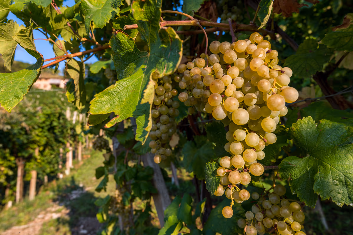 RIVISTA - Il segreto del Cartizze? Si vendemmia quando le foglie diventano gialle
