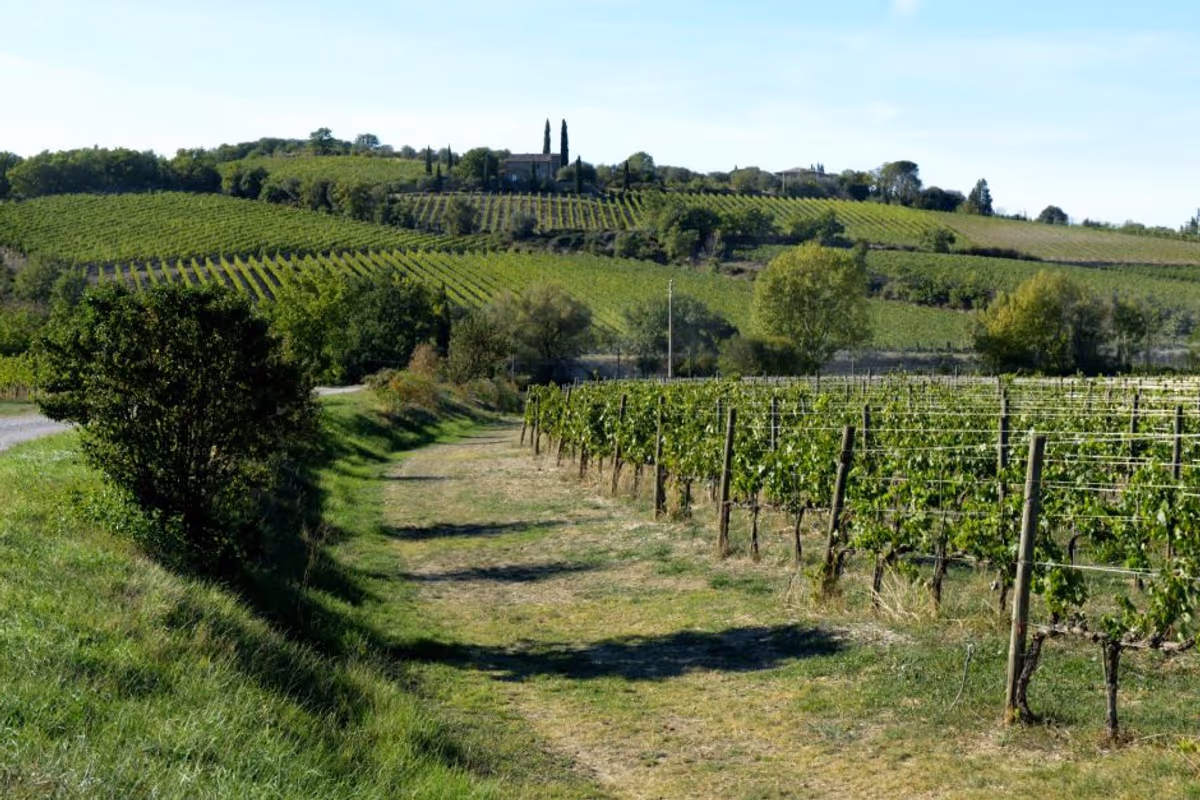 Vista sulle vigne di Valdicava