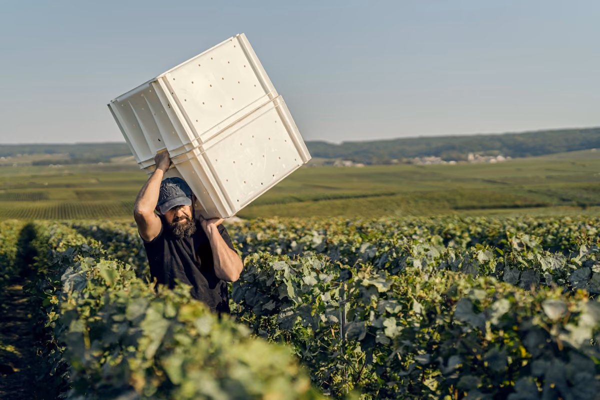 Champagne, dal gelo ai 40°C: la vendemmia 2026 parte prima del previsto