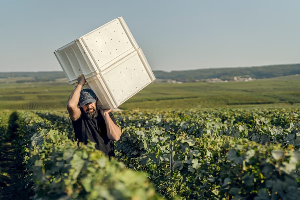 Champagne, dal gelo ai 40°C: la vendemmia 2026 parte prima del previsto