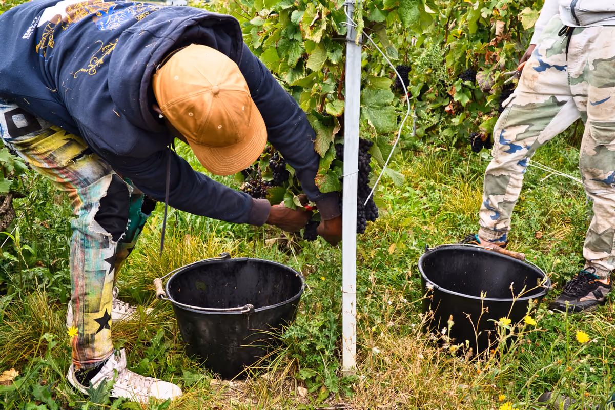 Champagne, dal gelo ai 40 °C: la vendemmia 2026 parte prima del previsto