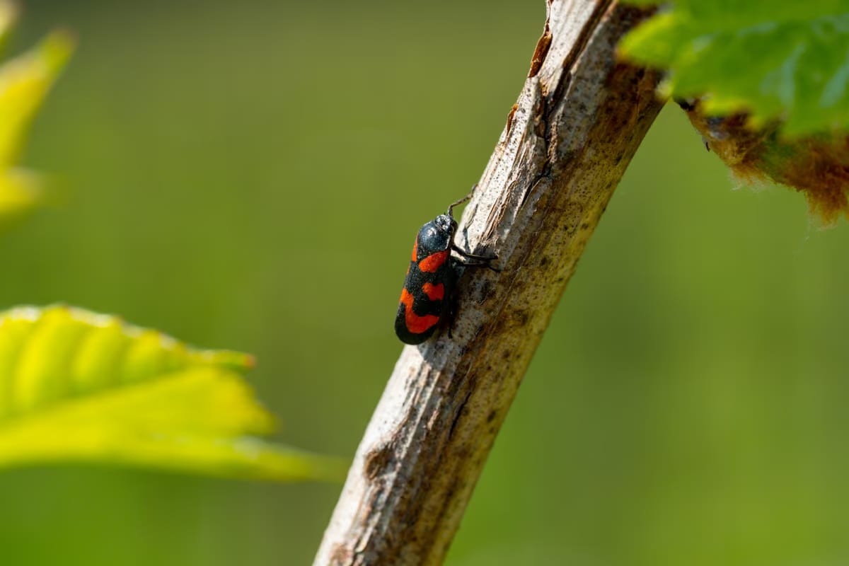 Agricoltura, il caldo favorisce nuovi parassiti: vigneti, frutteti e ortaggi nel mirino