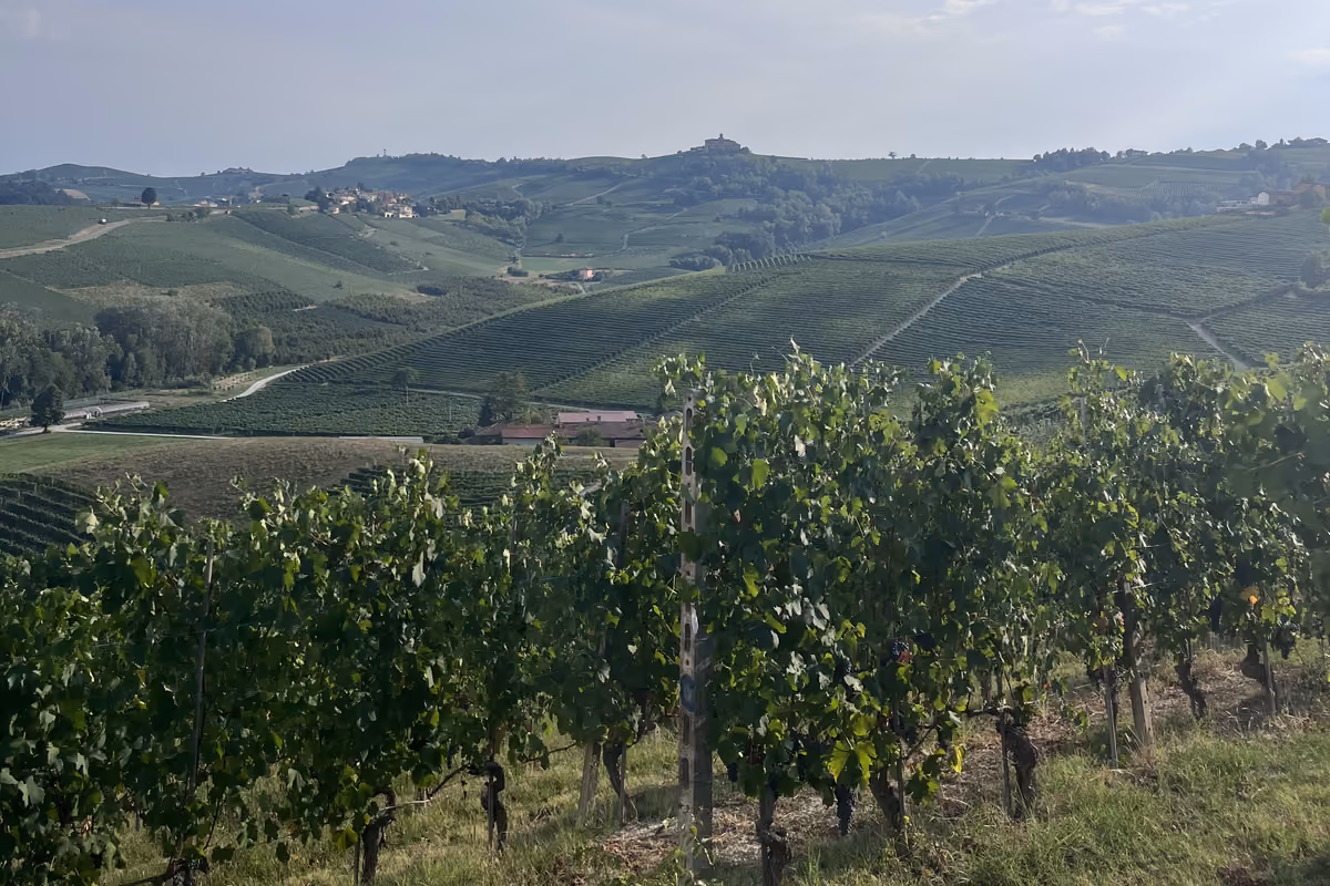 Legacoop Agroalimentare ha chiesto lo stop a nuovi impianti di vigneti