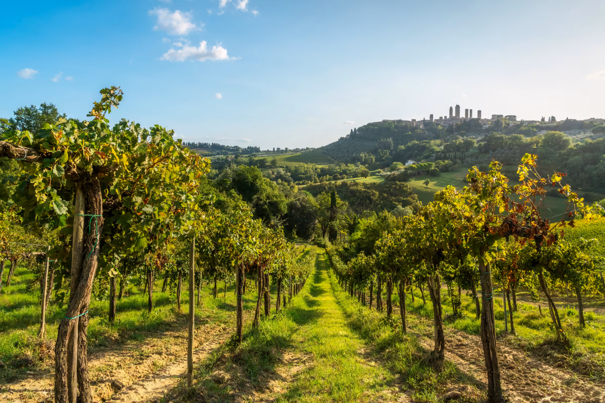 vigneto in primo piano con le torri di San Gimignano sullo sfondo