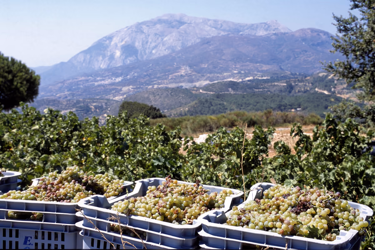 Il moscato di Samos