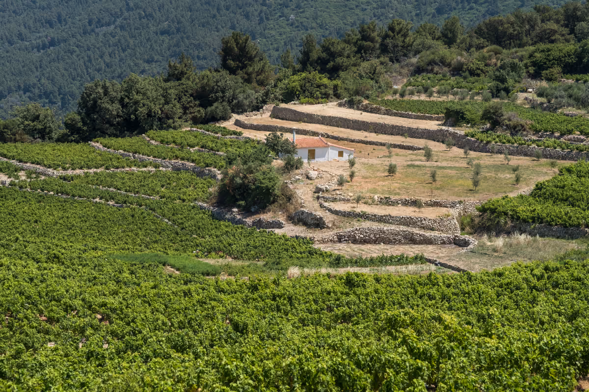Samos ha una lunghissima tradizione vitivinicola