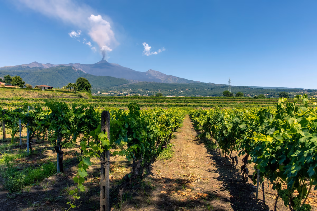 Etna, la Doc cresce: in tredici anni certificazioni aumentate del 711%
