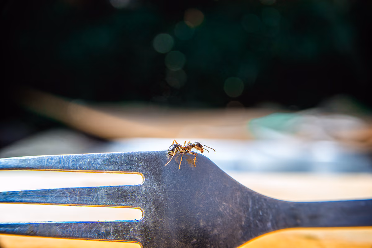 Un ristorante vuoto e chiuso è l'habitat ideale per molti insetti