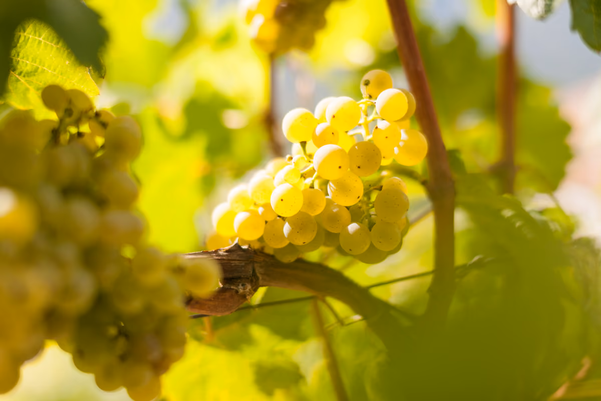 Un grappolo di Sylvaner