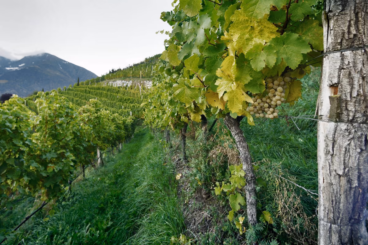 Dentro le vigne di Hoandlhof