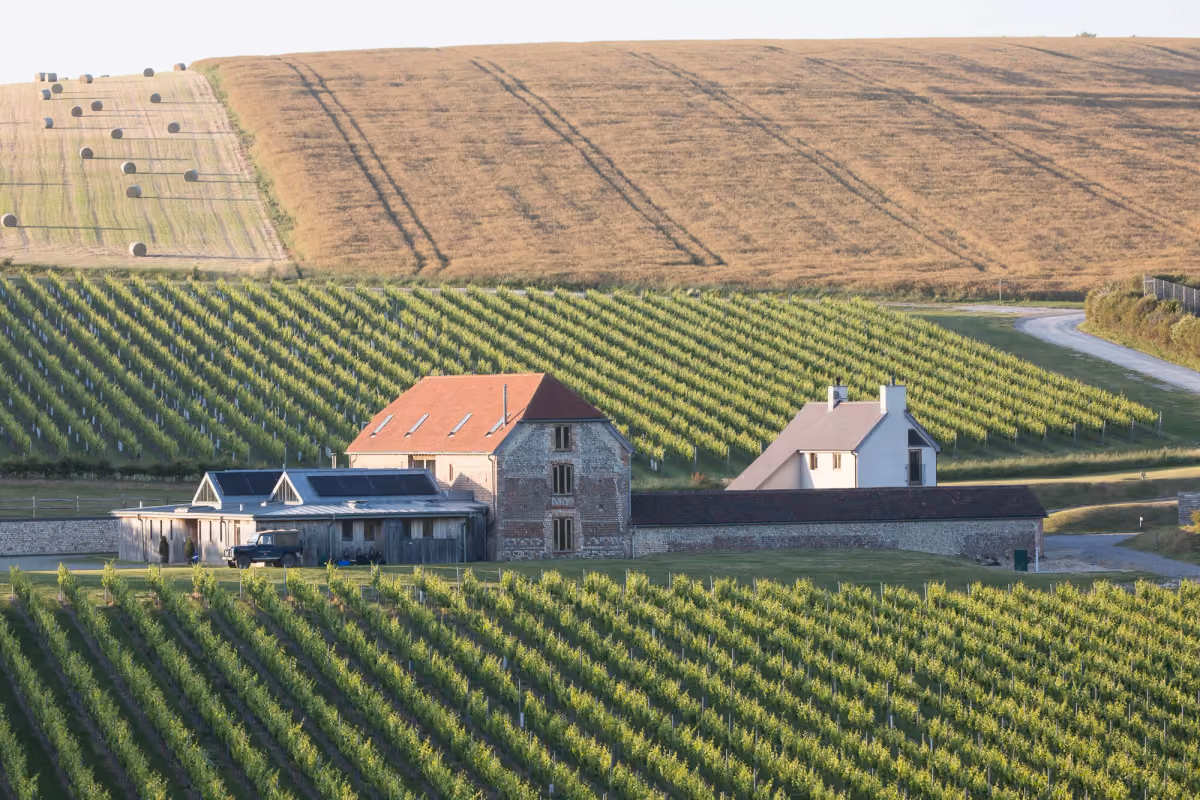 vendemmia uk
