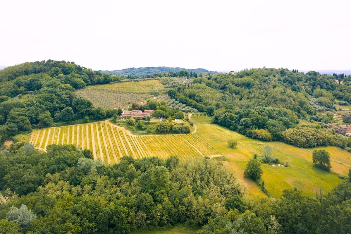 Tre amici, due ettari e una nuova idea di vino sulle colline lucchesi