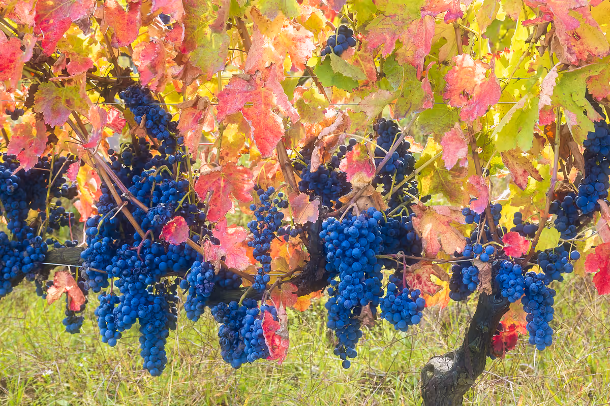 Grappoli di Aglianico nei vigneti del Vulture, in Basilicata