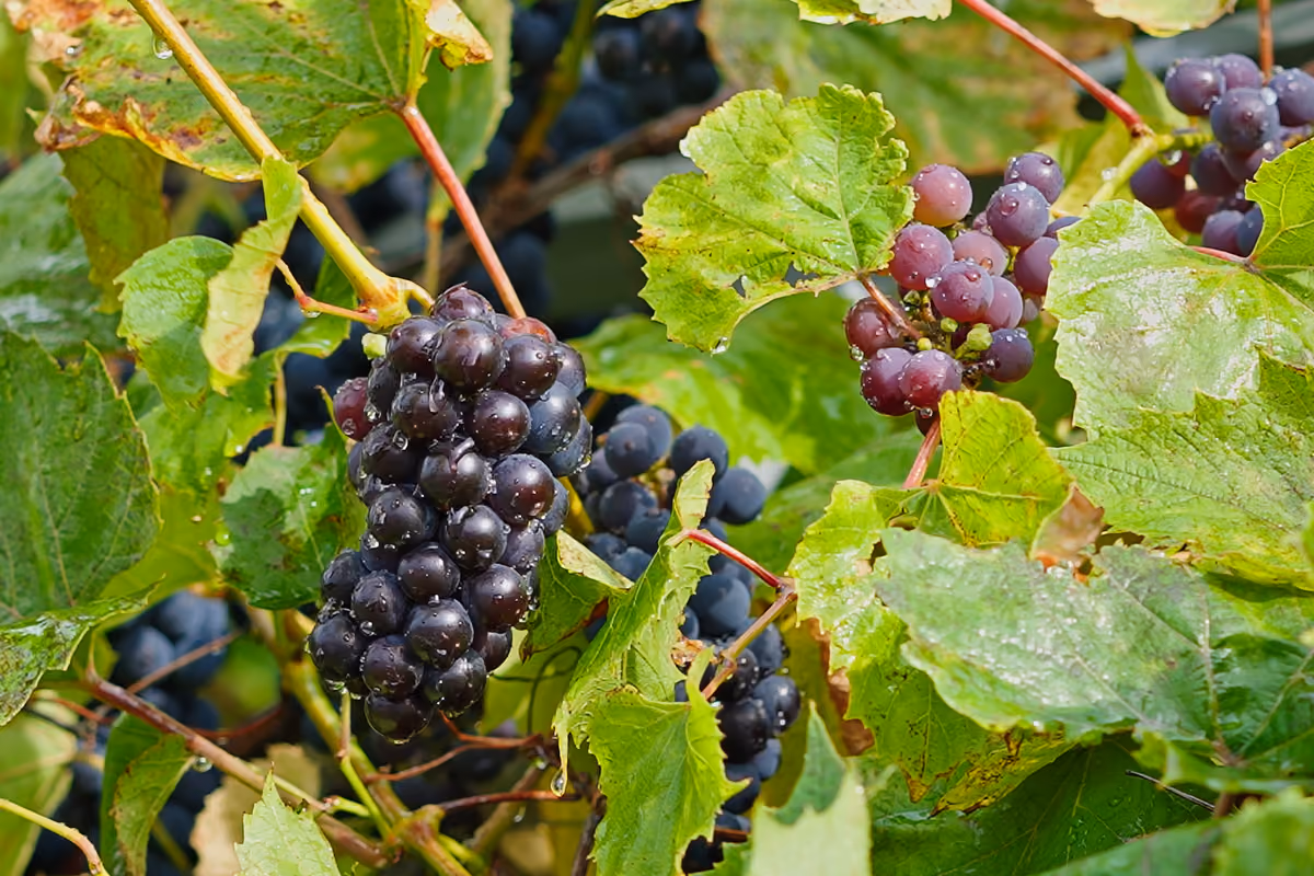 Vendemmia
