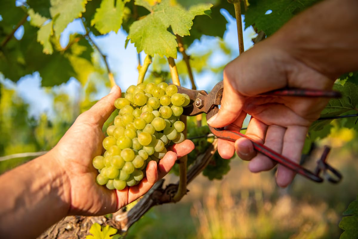 Lombardia, le piogge di agosto salvano la vendemmia dopo il caldo