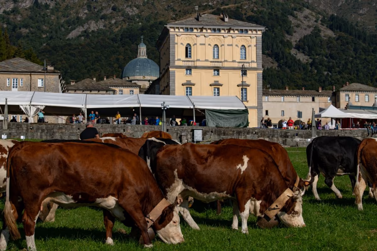 Mandria di mucche al pascolo con edifici storici sullo sfondo durante una fiera agricola