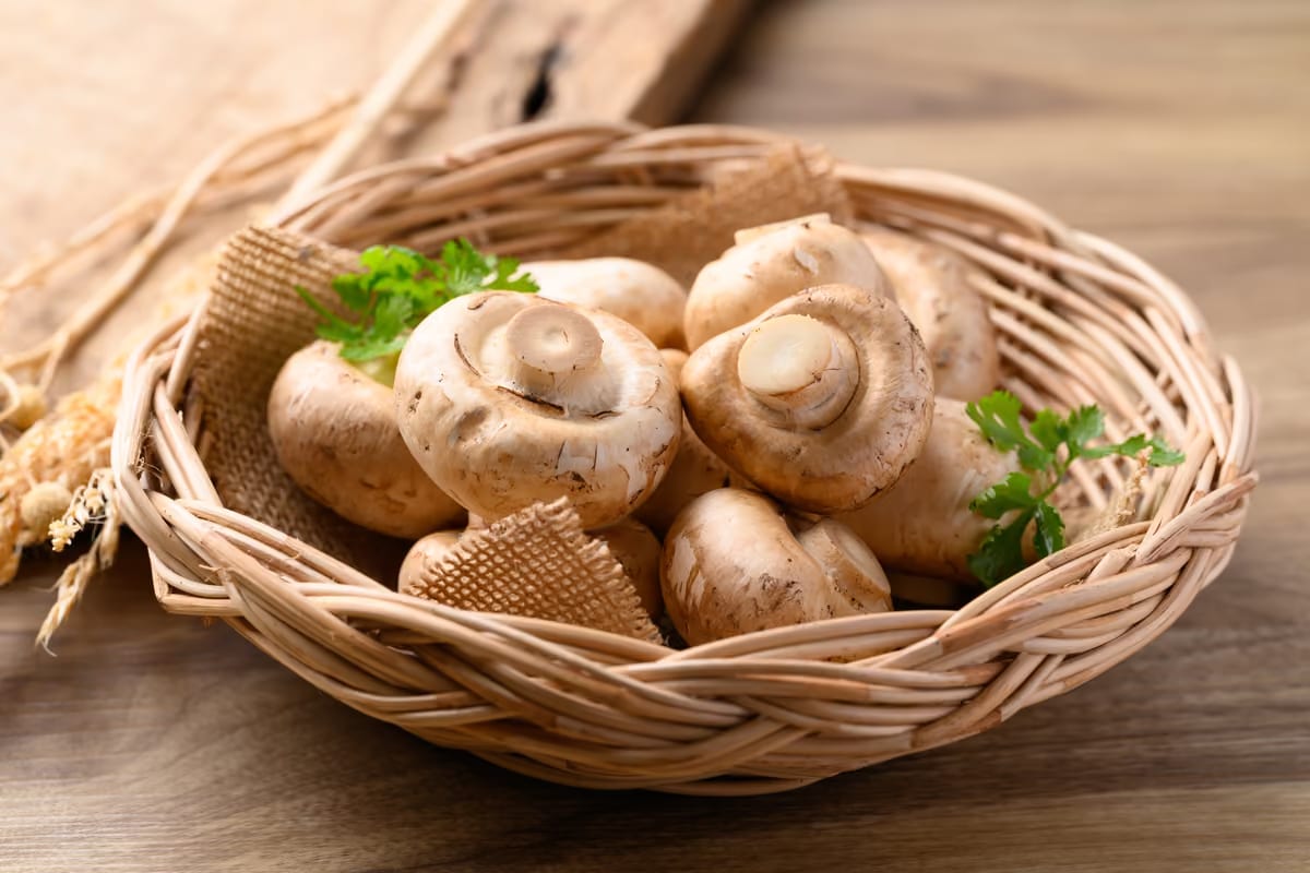 Funghi champignon, allo studio il possibile effetto contro il tumore alla prostata