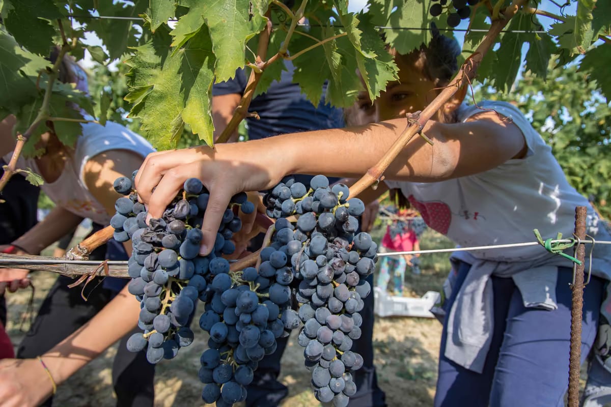 Cantine Aperte in Vendemmia al via: due mesi per scoprire il vino che nasce