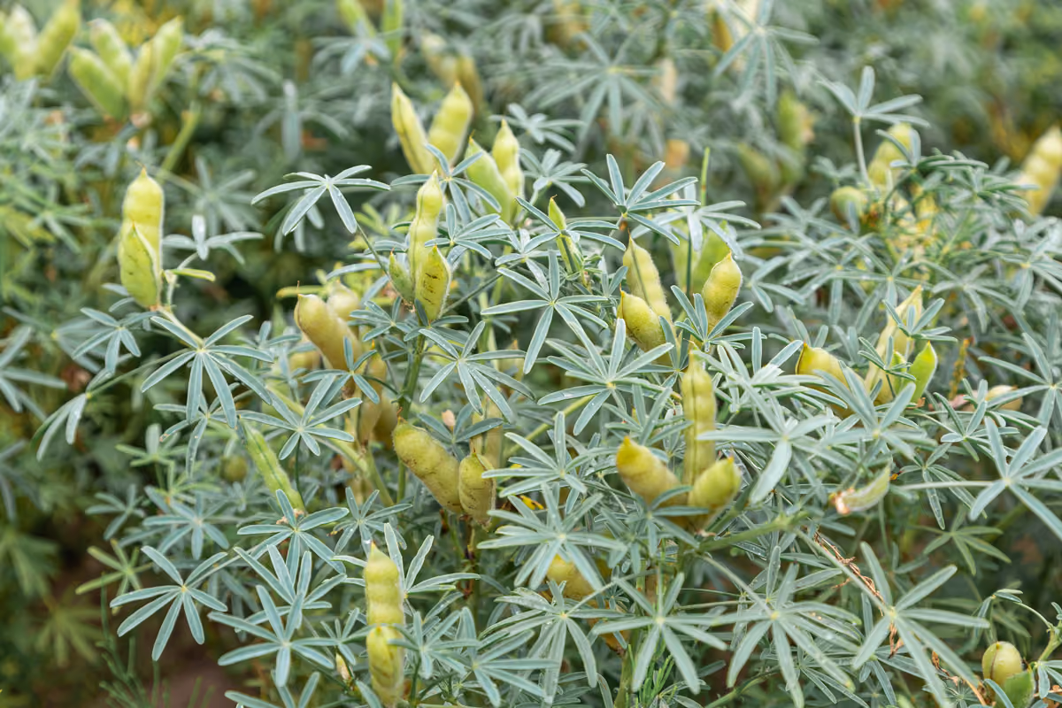 Le coltivazioni di lupini sono in crescita