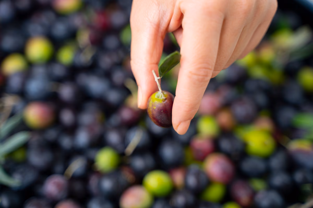 Per potersi fregiare della dicitura "estratto a freddo", la temperatura dell'olio durante la gramolazione non deve superare i 27°C