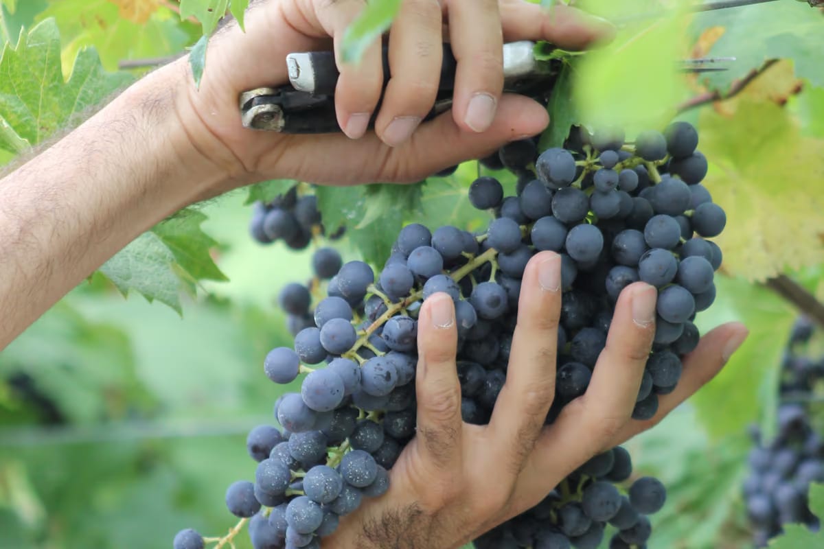 Valpolicella, con caldo e siccità la vendemmia 2026 è in anticipo di due settimane