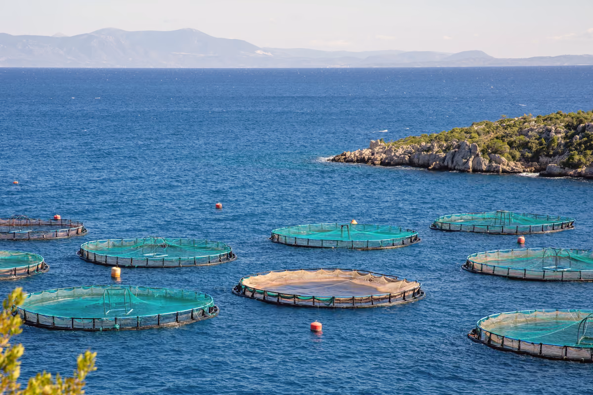 L’acquacoltura rappresenta una parte importante della produzione ittica e deve essere indicata nelle informazioni sul prodotto