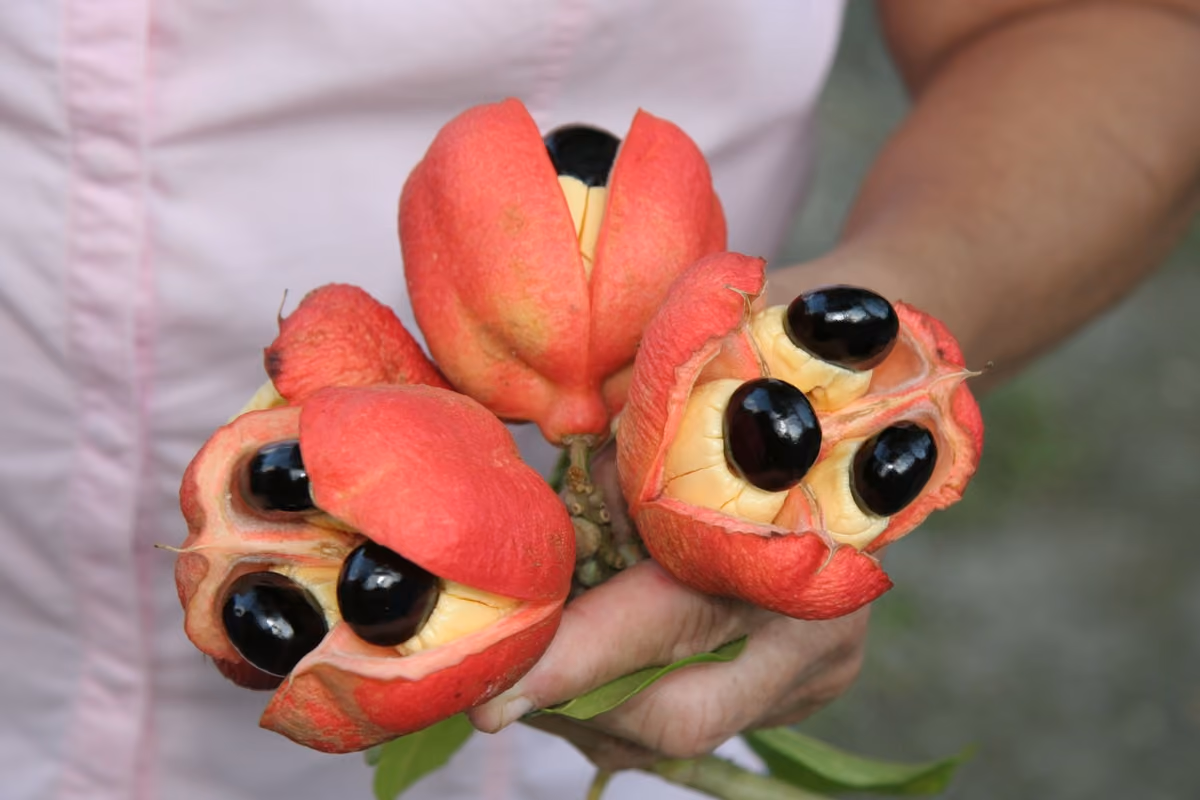 Il frutto dell'ackee aperto e maturo: una volta cotto diventa la base del celebre piatto nazionale giamaicano