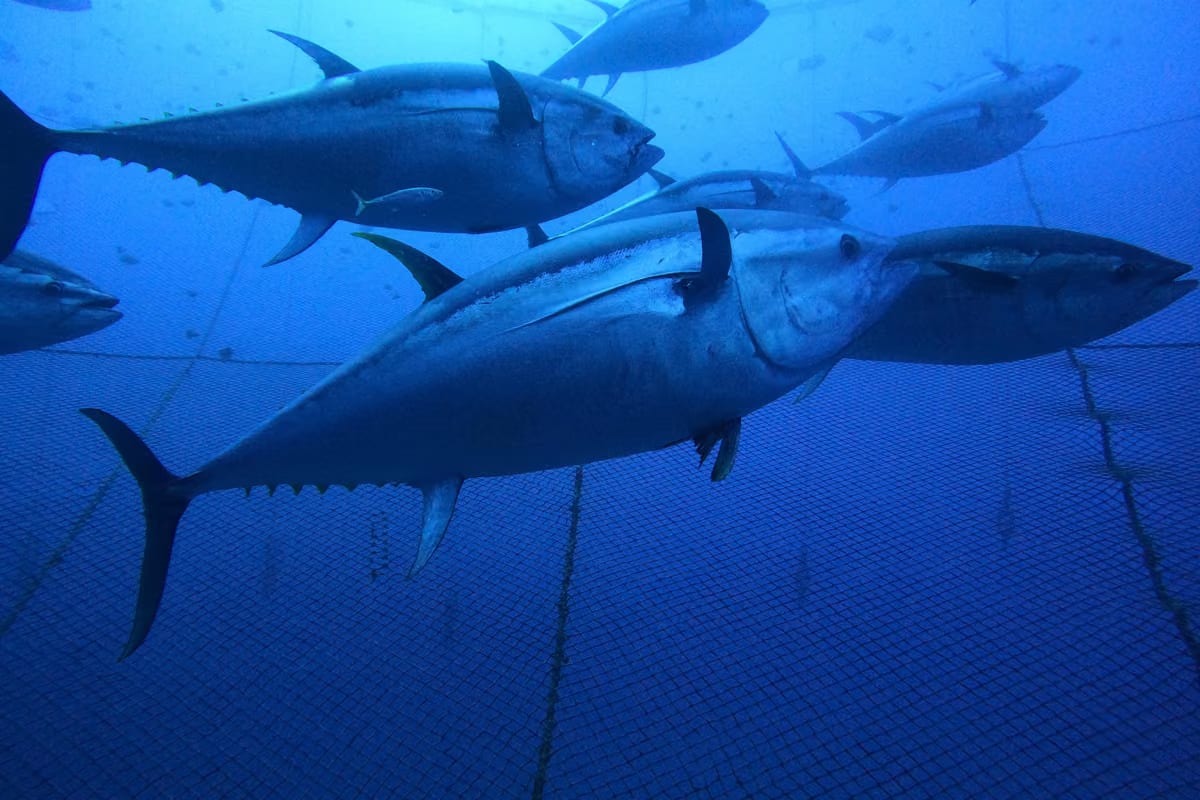 Sempre più tonno rosso in mare, ma meno pesce per ristoratori e consumatori?