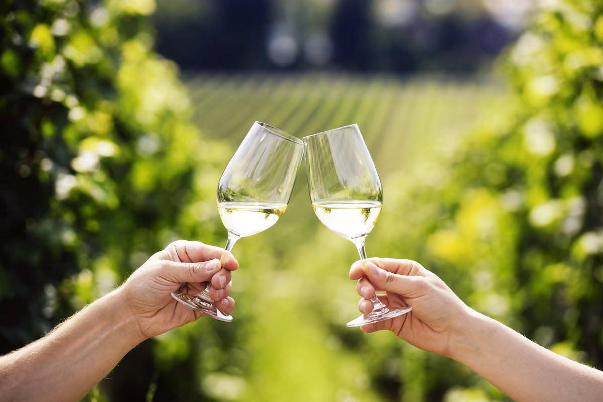 Da 8 ettari e vino in damigiana a 800mila bottiglie: una storia di Valdobbiadene