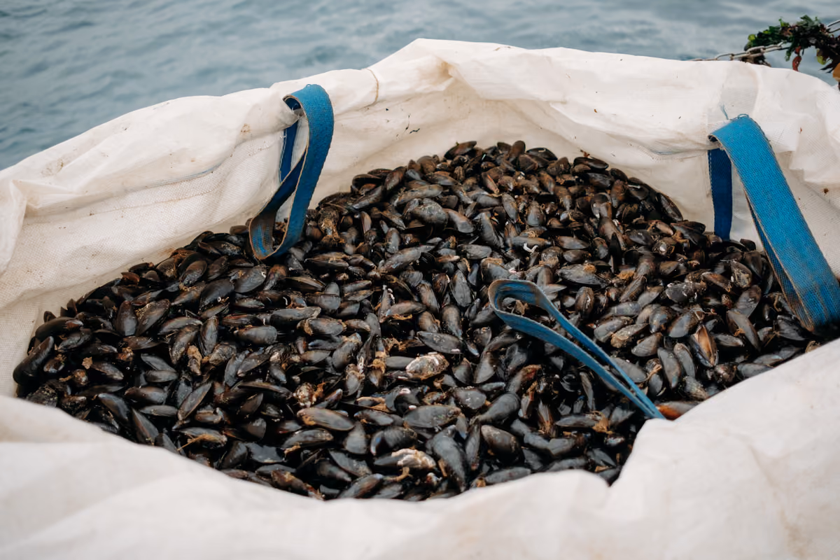 Cozze, il caldo cambia tutto: cosa sta succedendo in Emilia-Romagna e cosa cambia nell’Adriatico