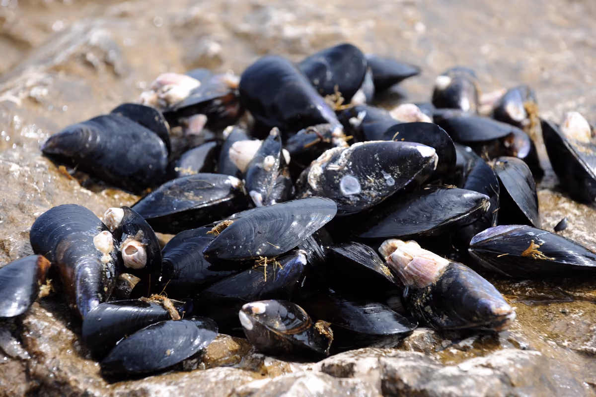 Cozze, il caldo cambia tutto: cosa sta succedendo in Emilia-Romagna e cosa cambia nell’Adriatico