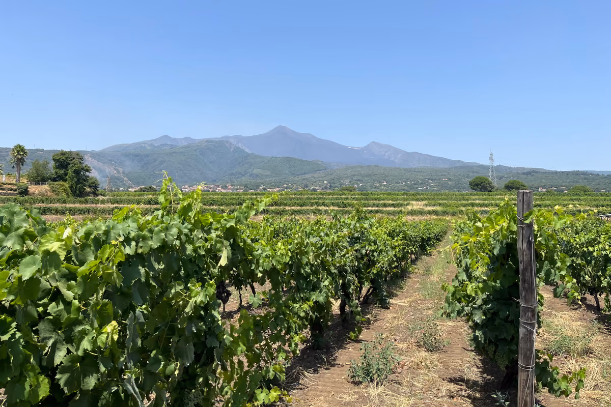 Dal Corleonese all'Etna fino al Val di Noto: quattro cantine siciliane da scoprire