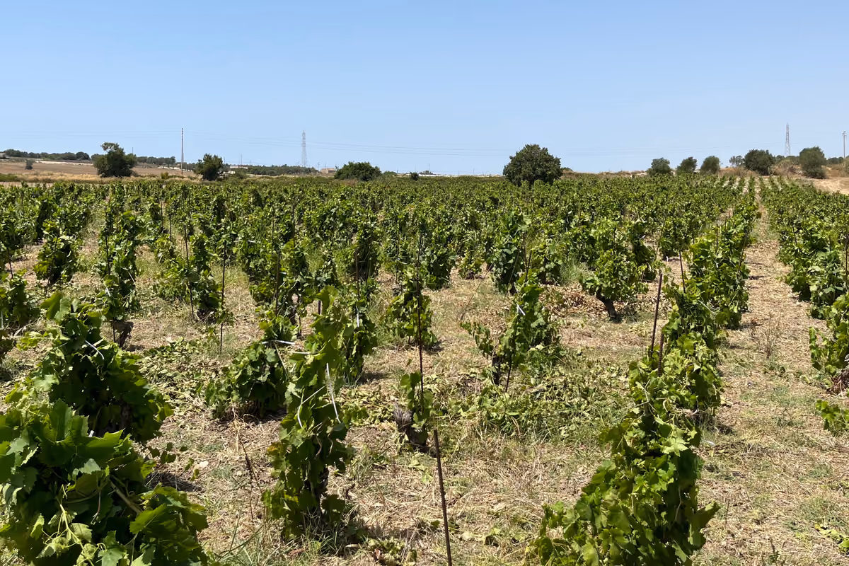 Dal Corleonese all'Etna fino al Val di Noto: quattro cantine siciliane da scoprire