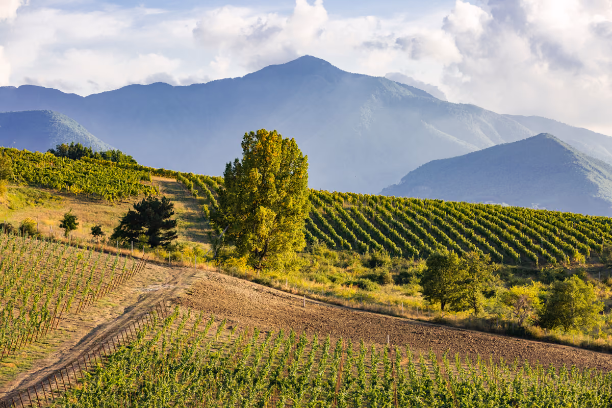 Dal Greco di Tufo al Serpico: l'Irpinia del vino raccontata da Feudi di San Gregorio