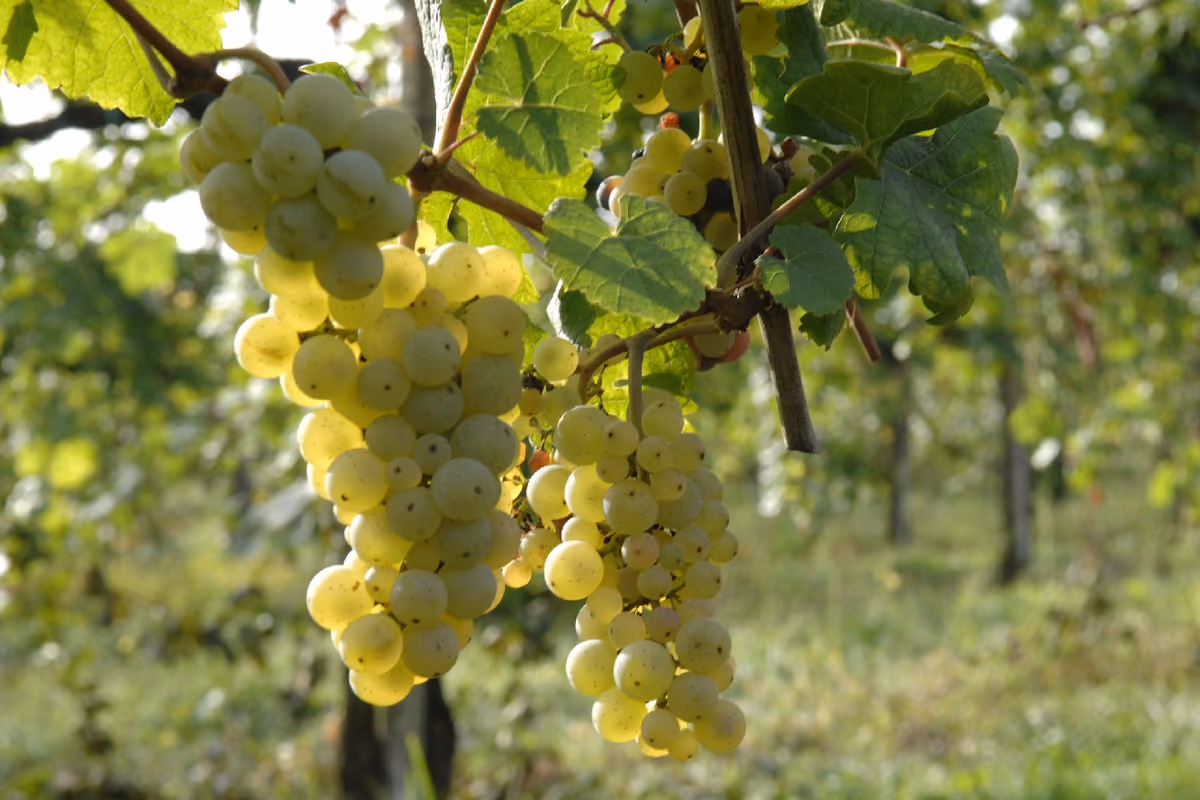 Le uve di Manzoni Bianco