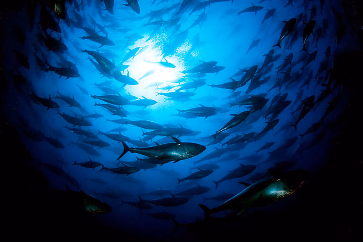 Il tonno rosso: per Agripesca la sua alimentazione crea un preoccupante impoverimento di pesce azzurro nei nostri mari