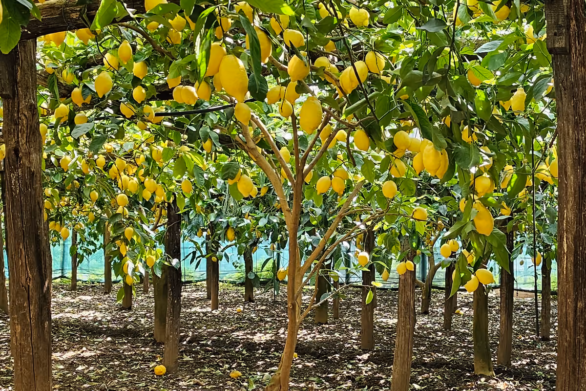I limoneti de Le Formichelle