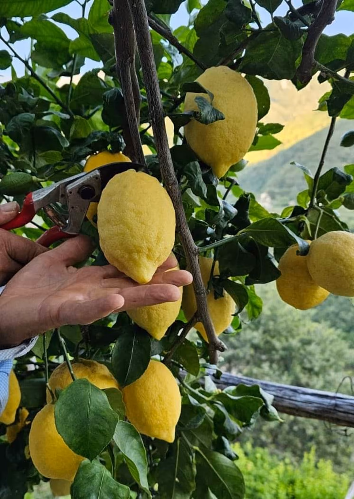 I limoni dell'azienda agricola Le Formichelle