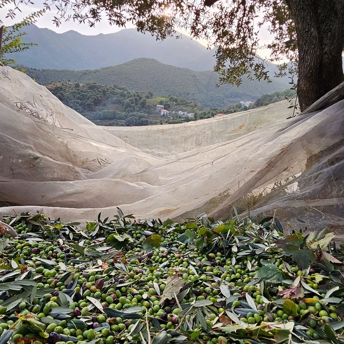 A Le Formichelle si produce anche olio d'oliva