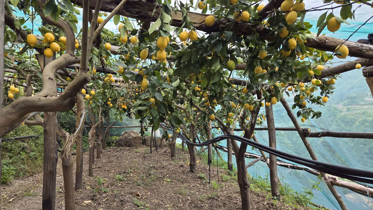 La limonaia de Le Formichelle