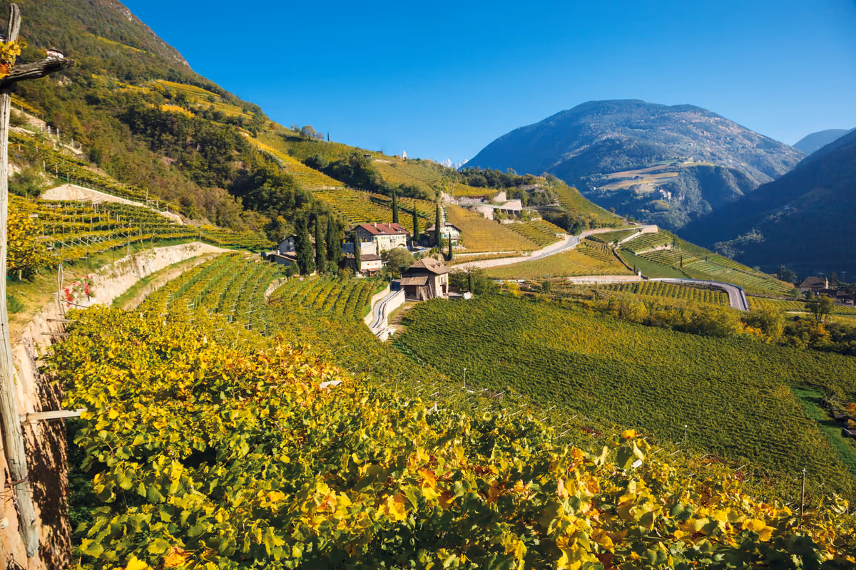 I vigneti attorno a Bolzano di Cantina Bozen