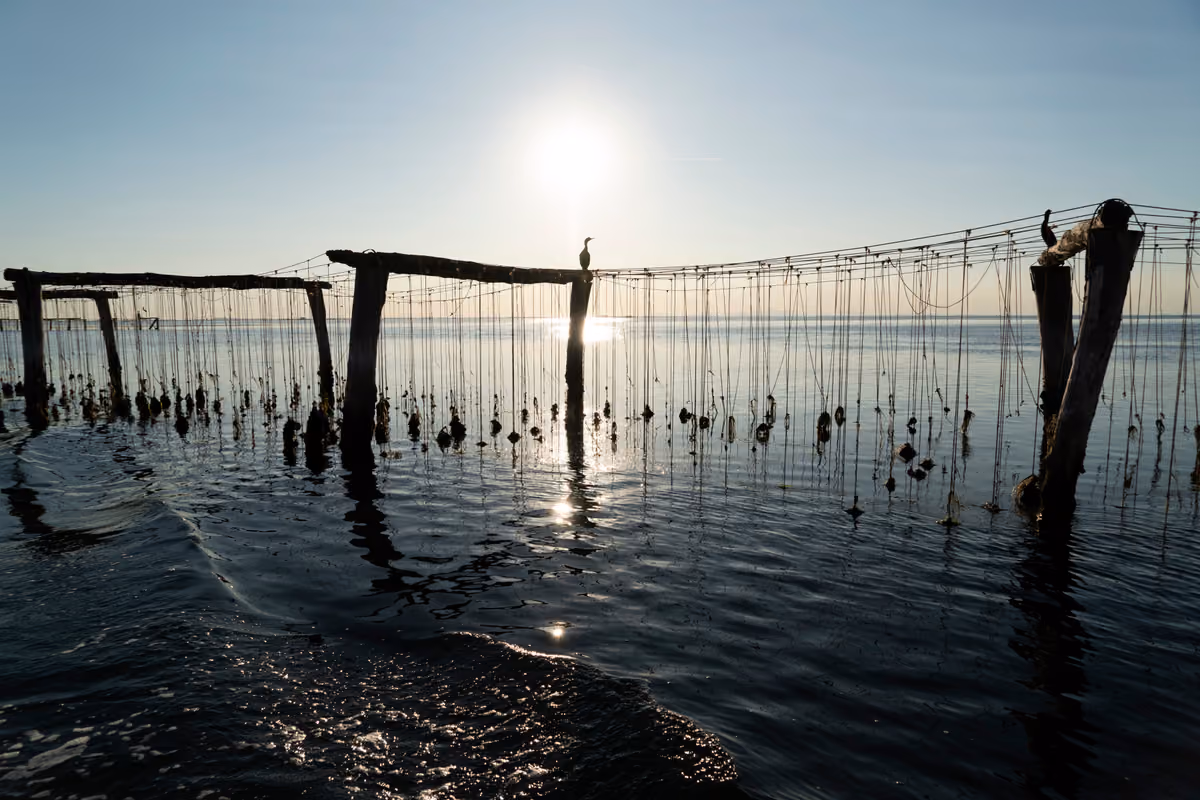 Il riscaldamento delle acque dell’Adriatico sta mettendo sotto pressione gli allevamenti di cozze, soprattutto nella fase del seme