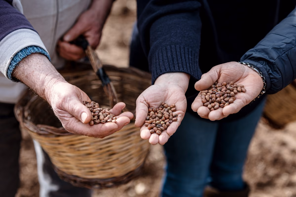 Ad Amelia torna il festival che racconta olio, vino e prodotti locali del territorio
