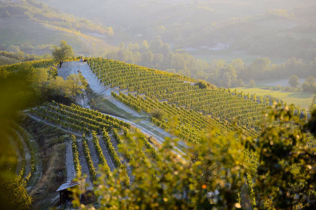 Le colline del Gavi, territorio d’elezione del Cortese piemontese
