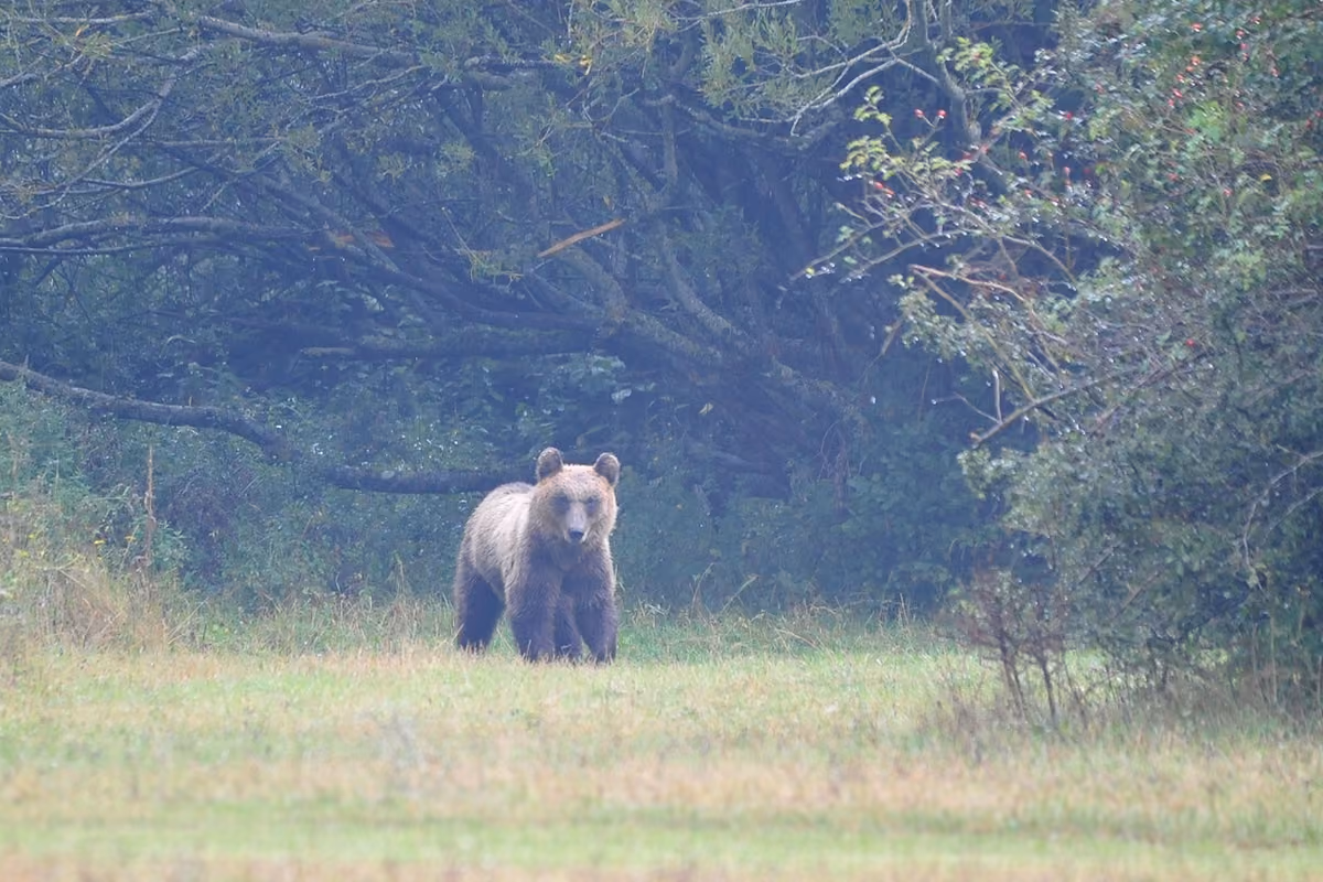 L'orso marsicano va tutelato